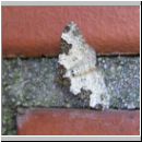 Xanthorhoe fluctuata - Gemeiner Blattspanner 01.jpg